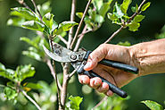 Tools of the Trade: DIY Tree Pruning