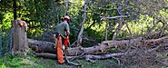 Tree Removal and Landscaping in Broken Arrow, OK | AJ Tree Service