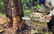 Tree Removal and Landscaping in Oklahoma | Oklahoma | AJ Tree Service