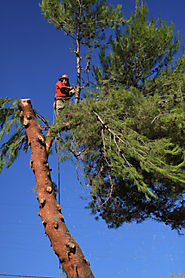 Tree Removal and Landscaping | Oklahoma | AJ Tree Service
