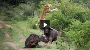 Buffalo Lanza León Al Aire Para Salvar Compañero