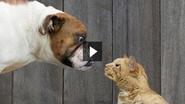 Peleas De Gatos Y Perros #AquiGananLosGatos #Compilación