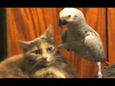 Loros Molestando Gatos #Compilación