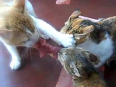 3 Gatos Peleando Por Carne #VamosAVerQuienGana