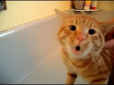 No, No, Te Dije No Me Gusta Bañarme #ElGatoQueHabla