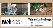 Best Veterinary Hospital in Newburgh