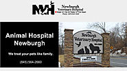 Affordable Animal Hospital in Newburgh
