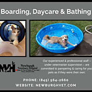 Boarding, Daycare & Bathing - Veterinarian Newburgh
