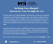 Suffering From Allergies - Chances Are Your Pet Might Be Too!