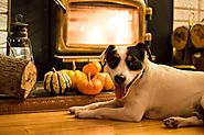 Keeping Your Pets Safe During the Holidays – HPZ™ PET ROVER™