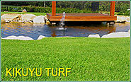 Fertilising Tips For Kikuyu Lawns