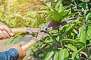 Tree pruning Melbourne would take good care of those problems outdoors