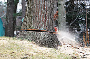 Maintain the Landscape by Hiring Tree Removal Services Melbourne