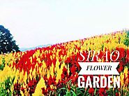 Sirao Flower Garden - Thirstythought