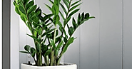 How indoor plants Melbourne pass-on life to your living area
