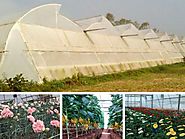 Website at https://agricultureguruji.com/greenhouse-farming/
