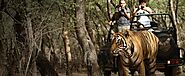 Indian Wildlife Tour Packages With Trinetra