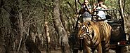 Why Should India Be Your Next Destination for Wildlife Safaris