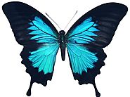 My Butterfly – TheMavenInspiring