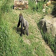 Gorilla Trekking and Safaris Tour in Uganda, Africa