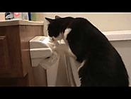 Boots vs Toilet Paper (Funny Cat)