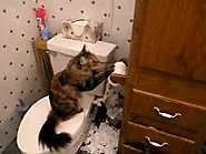 Cat unrolling toilet paper