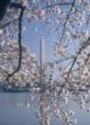 Go to the Cherry Blossom Festival in Washington, DC