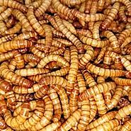 Best Giant Mealworms for Pan Fishing and Trout