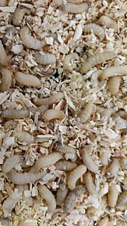 Best Live Wax Worms for Sale Online