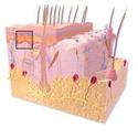 Reduced Intraepidermal Nerve Fiber Density in Skin of Fibromyalgia Patients