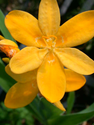 Kaffir Lilies, Libertias And Sisyrinchiums For Your Garden