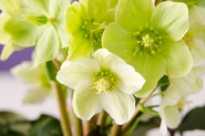 Christmas Roses For Your Garden