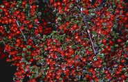 Cotoneasters For Your Garden