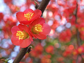 Japanese Quince In Your Garden
