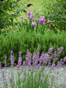 Lavender And Rosemary In Your Garden