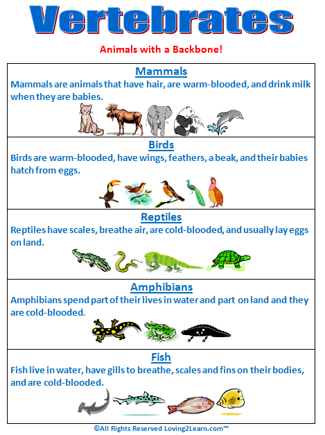 RECURSOS AICLE - Vertebrate animals 2ºPrimaria | A Listly List