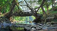 Umkar Root Bridge