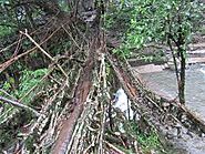 Mawsaw Root Bridge