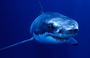 10 facts about great white sharks! | National Geographic Kids