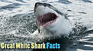 Great White Shark Facts For Kids from Active Wild