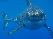 Great White Shark Facts - White Shark Interesting Facts and Information