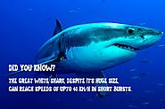 35 Lesser-Known Facts About Great White Sharks For Kids