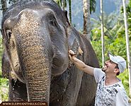 Our Unique Elephant Experience - Elephant Hills, Thailand