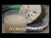 Soursop, Graviola, Guyabano - The miracle cure for cancer