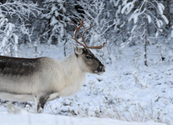The Finns Have a Unit of Measurement Based on a Reindeer's Urinary Habits