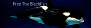 Free The Blackfish Storify
