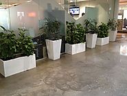 How Office Plant Hire Melbourne Help in Increasing Oxygen Levels Indoors?