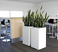 Are You Looking for Office Plants For Hire? Here are Some Tips