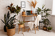 How Indoor Plant Can Improve Air Quality in Your Office