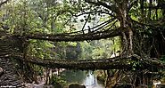 Amazing Bridges - Made Up With Live Root | Inditrip